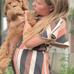 Cavapoo, Goldendoodle, and Poodle Puppies from Diamond Companions