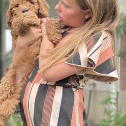 Cavapoo, Goldendoodle, and Poodle Puppies from Diamond Companions