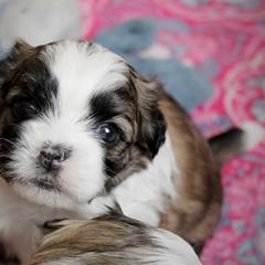 Archie - Brown male Shichon puppy in Pennsylvania from Manor Hills Shih Tzus