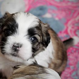 Archie - Brown male Shichon puppy in Pennsylvania from Manor Hills Shih Tzus