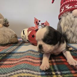 Max - Black male Pug puppy in Auburn, Kentucky from Prentice Family Pugs, Bugs & Corgis