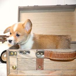 AKC Grey ID Girl - Red female Pembroke Welsh Corgi puppy in Ash Flat, Arkansas from Arkansas Corgis