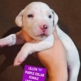 Lillith (Purple Collar Female) - White and liver brown female Dalmatian puppy in Raymondville, Missouri from Wagner's Dalmatian's