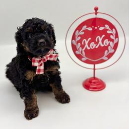 Prince Charming - Tri-color male Bernedoodle puppy in Munster, Indiana from Miranda’s Sunshine Poodles and Doodles