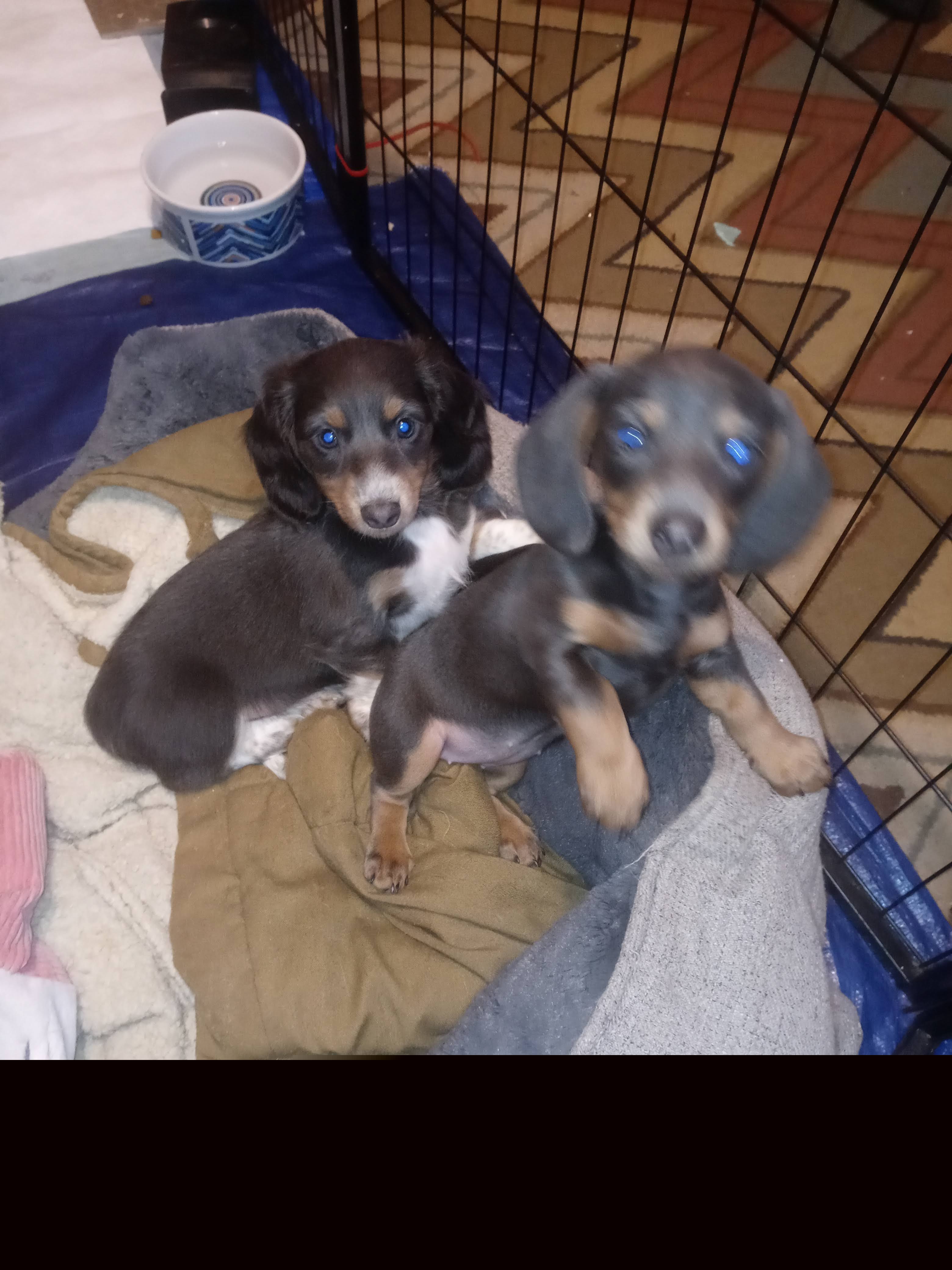 Dachshund Puppies from A&R Dachshund