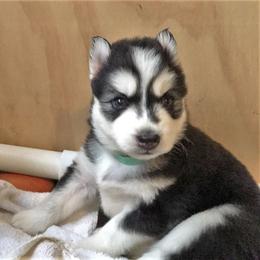 Siberian Husky Puppies from Blue Moon Siberian Husky Haven