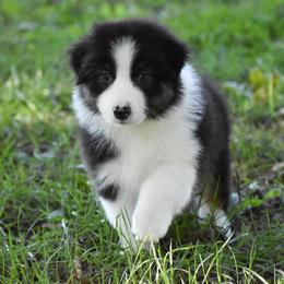 Gable - Black tri-color male Australian Shepherd puppy in Easton, Missouri from MMA Kennel