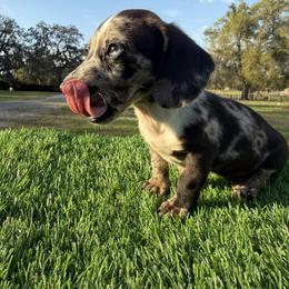 Blue Dapple Girl - Dapple female Dachshund puppy in Apopka, Florida from The HotDog Stand