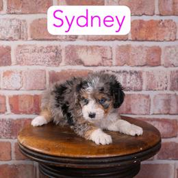 Sydney - Blue merle female Aussiedoodle puppy in Calhoun, Georgia from Happy Top Doodles