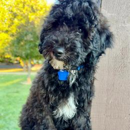 Boy 3 Goofy - Parti male Goldendoodle puppy in Kearneysville, West Virginia from Daydreamer
