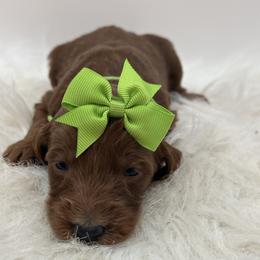 Green Girl - Red  female Goldendoodle puppy in Waskom, Texas from Pearls & Curls doodles & poodles
