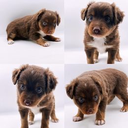 Minimal merle female - Red merle female Toy Australian Shepherd puppy in Brooker, Florida from Honey, I Shrunk the Aussies