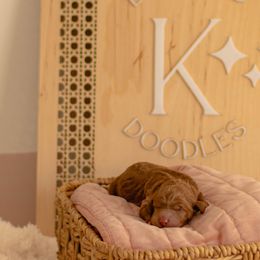 Goldendoodles from Diamond K Doodles