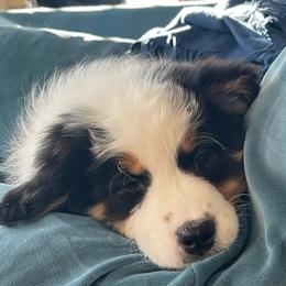 Piper - Black tri-color female Australian Shepherd puppy in Martha’s Vineyard, Massachusetts from Cranberry Hill Aussies