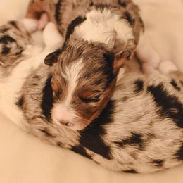 Aussiedoodle, Australian Labradoodle, Bernedoodle, and Golden Retriever Puppies from Golden Light Puppies