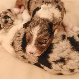 Aussiedoodle, Australian Labradoodle, Bernedoodle, and Golden Retriever Puppies from Golden Light Puppies