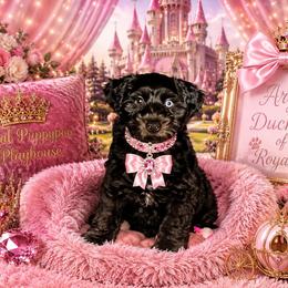 Halo she is now avail for rehoming - Brown female Schnoodle puppy in Demorest, Georgia from Royal Puppypoo Playhouse