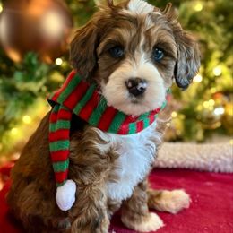 Ember - Merle female Bernedoodle puppy in Royse City, Texas from Platinum Bernedoodles of Texas