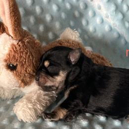 Male 2 - Black and silver male Miniature Schnauzer puppy in Granville, Ohio from Shull Mini Schnauzers