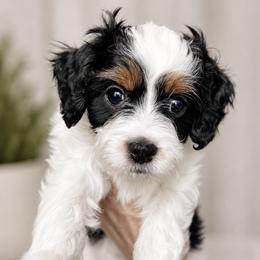 Cavapoo Puppies from Joyler Puppies