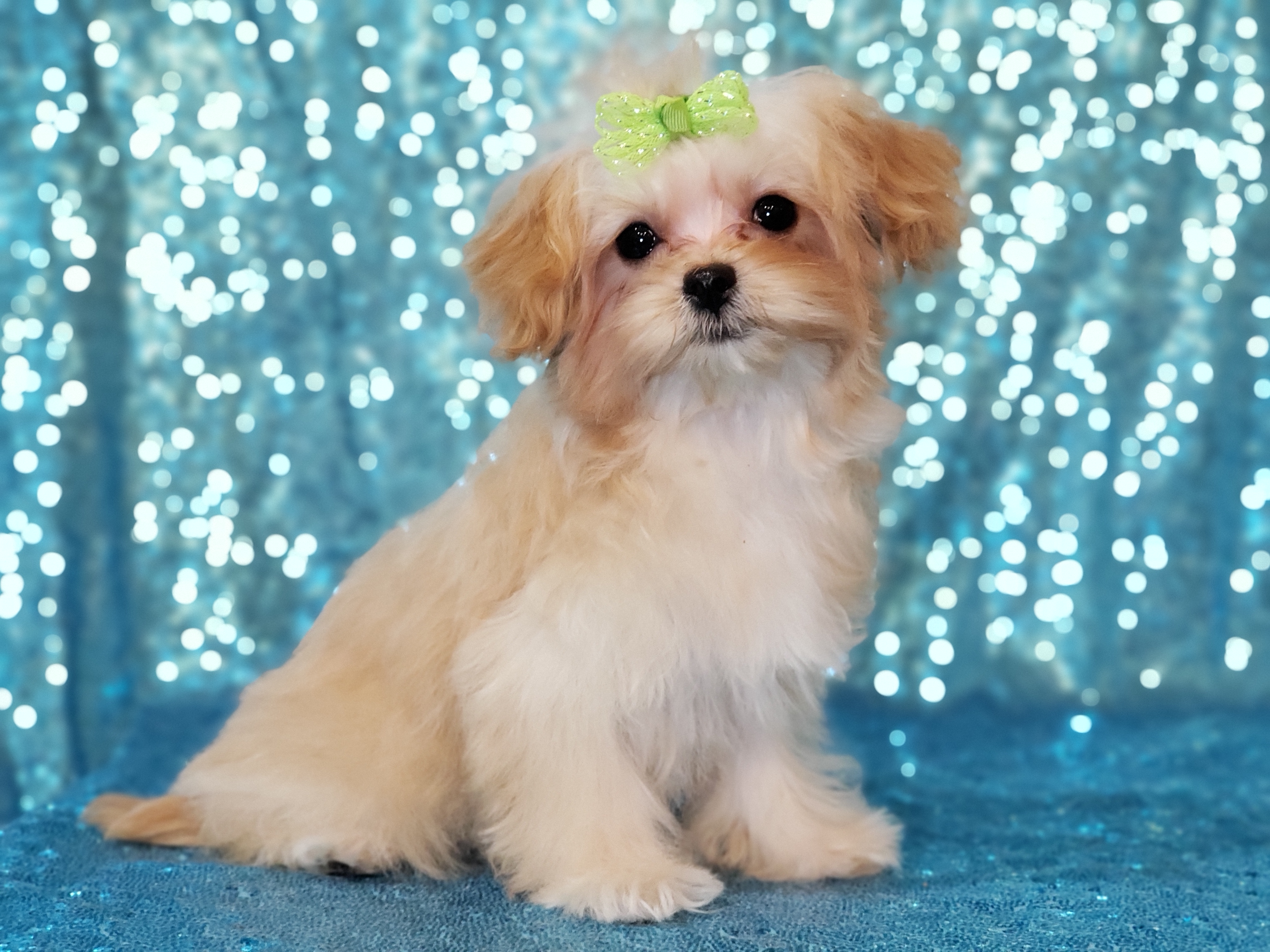 Girl 2 - female Maltipoo puppy in Mckinney, Texas from 5 Alarm LUA Dalmatians & Bling Tiny Doodles