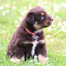 Flame dark red with blue eyes - Red tri-color female Australian Shepherd puppy in Cookeville, Tennessee from Spring Creek Aussies
