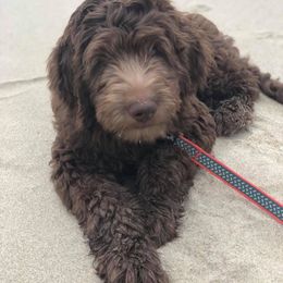 Australian Labradoodle Puppies from Beaver State Labradoodles
