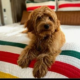 Serena - Goldendoodle