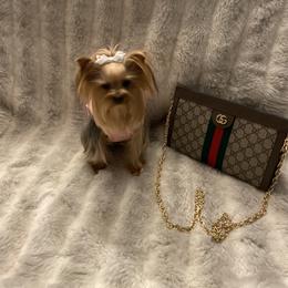 Yorkshire Terrier All Grown Up from Akc Quality Yorkies