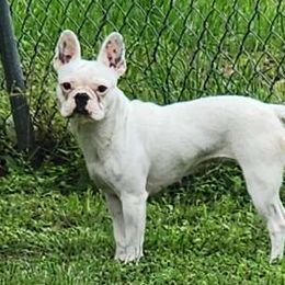 Kiss - French Bulldog