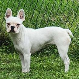 Kiss - French Bulldog