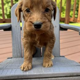 Goldendoodle Puppies from Doodifuldoods