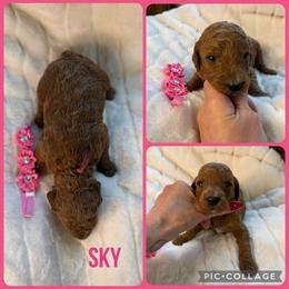 Sky - Red  female Poodle puppy in Mount Vernon, Illinois from AMC Poodles