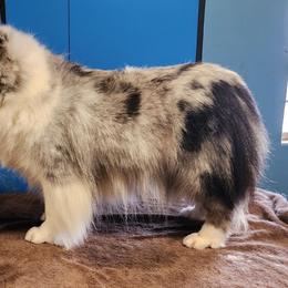 Josie - Shetland Sheepdog