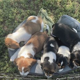 Beagle Puppies from Bluebonnet Kennels