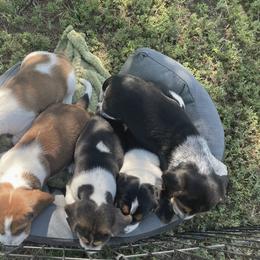 Beagle Puppies from Bluebonnet Kennels
