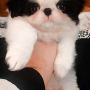 Japanese Chin Puppies from Mystike Japanese Chin