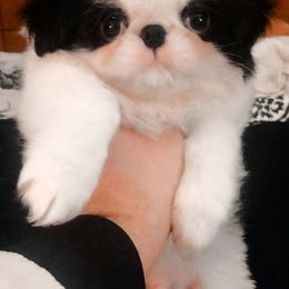 Japanese Chin Puppies from Mystike Japanese Chin