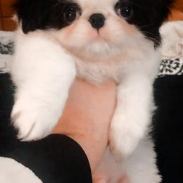 Japanese Chin Puppies from Mystike Japanese Chin
