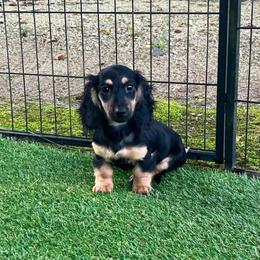 Chip - Black and cream male Dachshund puppy in Warrior, Alabama from Bountiful Dachshunds