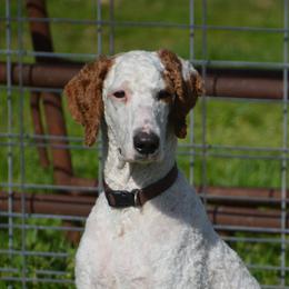 Drago - Poodle