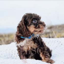 Navy collar - Merle male Cockapoo puppy in Missoula, Montana from Big Sky Cockapoos