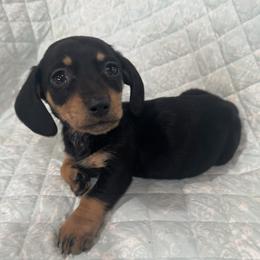 Black and tan male - Black and tan male Dachshund puppy in Galax, Virginia from Dells  Dachshund’s