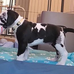 Brown collar boy - Harlequin male Great Dane puppy in Gansevoort, New York from Fancy Danes