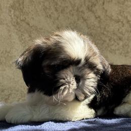 Tyler - Sable and white male Shih Tzu puppy in Central, California from Ling Ling’s Shih Tzu