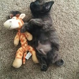 Boston Terrier, Companion Cross, and French Bulldog Puppies from High Plains French Bulldogs,Boston Terriers and Frenchtons.