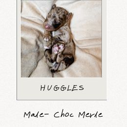 Huggles - Merle male Bernedoodle puppy in Jackson, Missouri from Pincksten Family Doodles