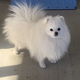 Pomeranian Puppies from White Pomeranians For You .com