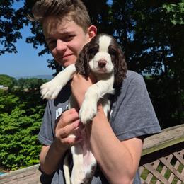 Orange - White and liver male English Springer Spaniel puppy in South Williamsport, Pennsylvania from Hoppin Honey Homestead