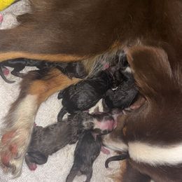 Toy Australian Shepherd puppies from Tater Tot aussies